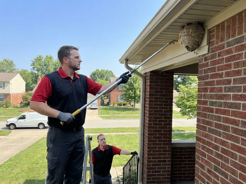 Exterior Stinging Insect and Wasp Abatement in Cincinnati, oh